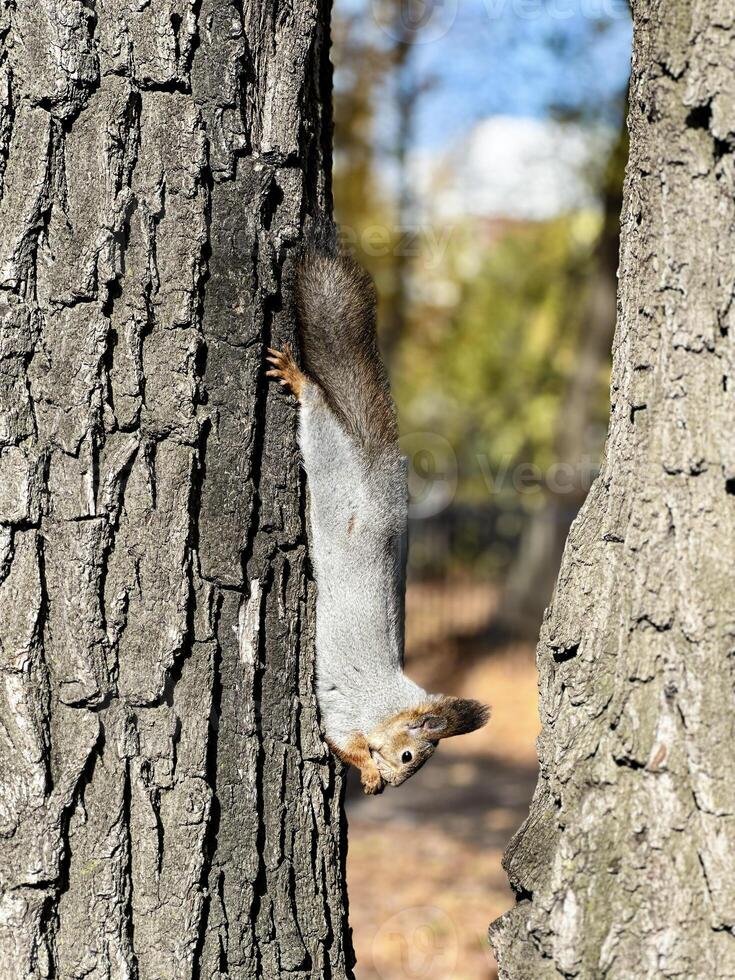 een speels grijs eekhoorn blijft hangen ondersteboven naar beneden Aan een boom kofferbak, presentatie van haar behendigheid en nieuwsgierig natuur in een zonovergoten park foto