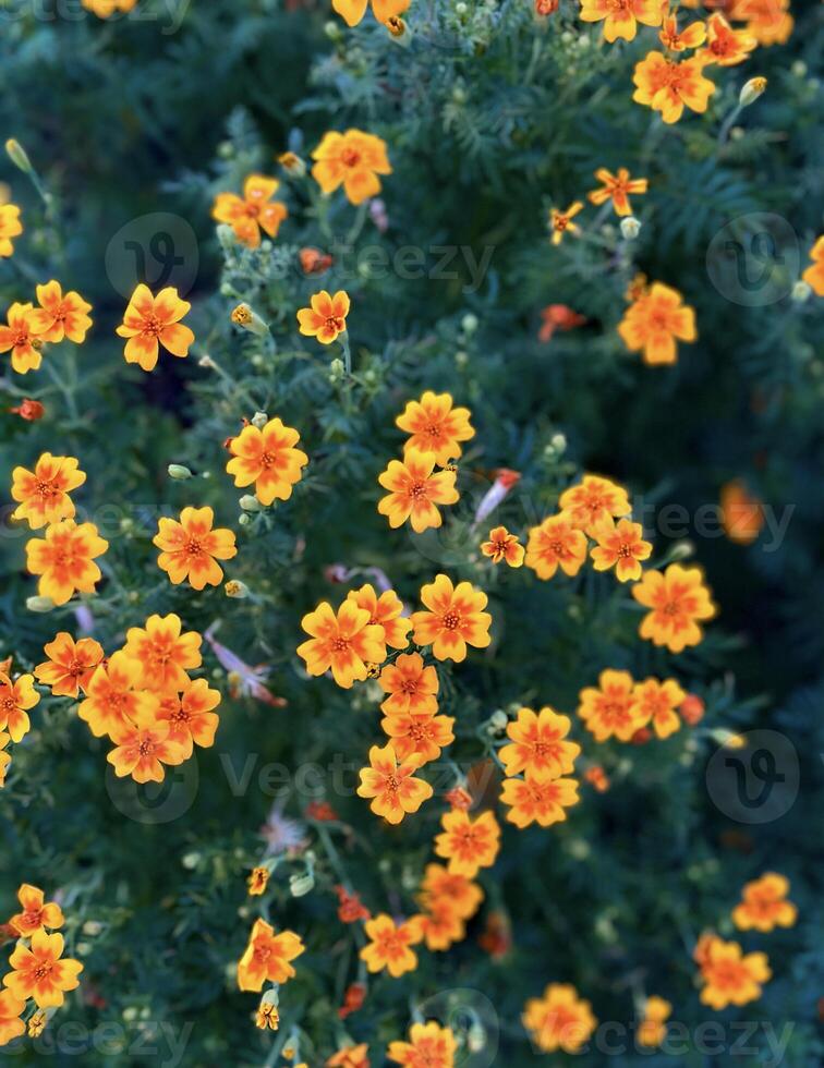 detailopname van vers geel madeliefjes met rijk groen bladeren, vastleggen de natuurlijk schoonheid en helder kleuren van tuin bloemen foto