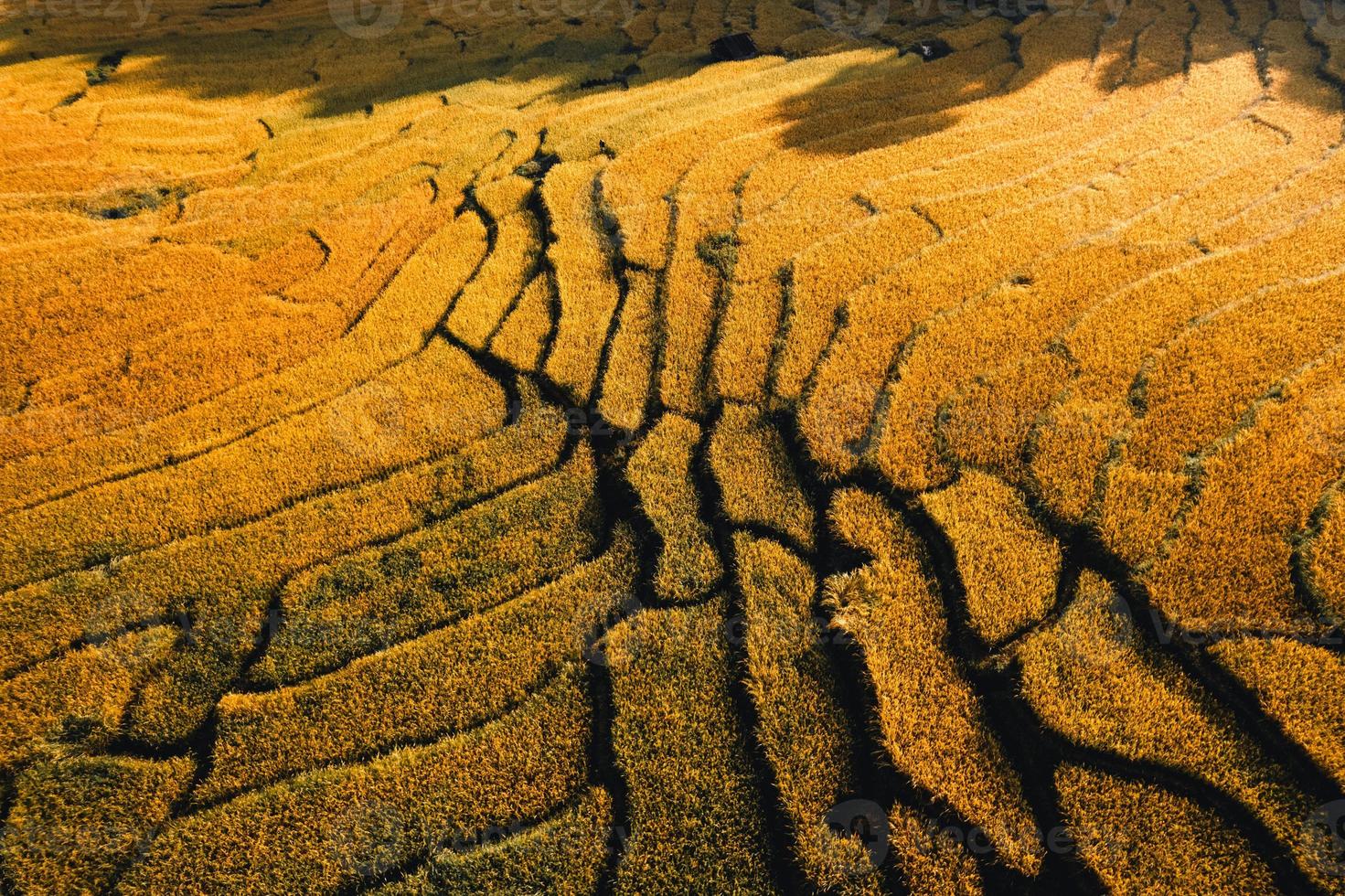 luchtfoto van gouden rijstterrasveld in de ochtend foto