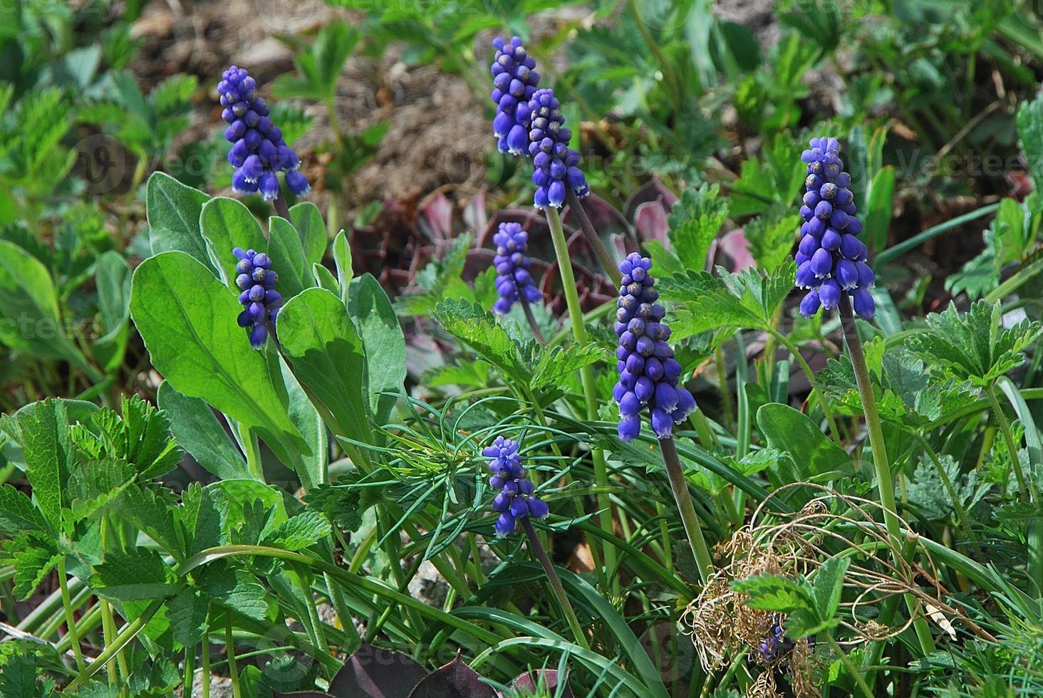 kleine druiventros hyacinten foto