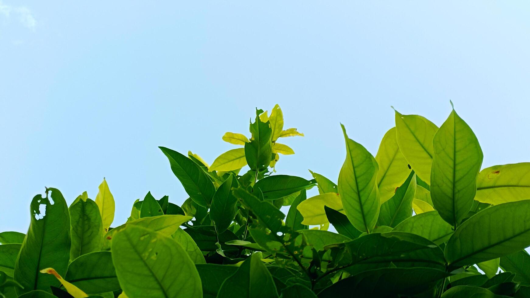 vers groen bladeren Aan helder blauw lucht achtergrond foto