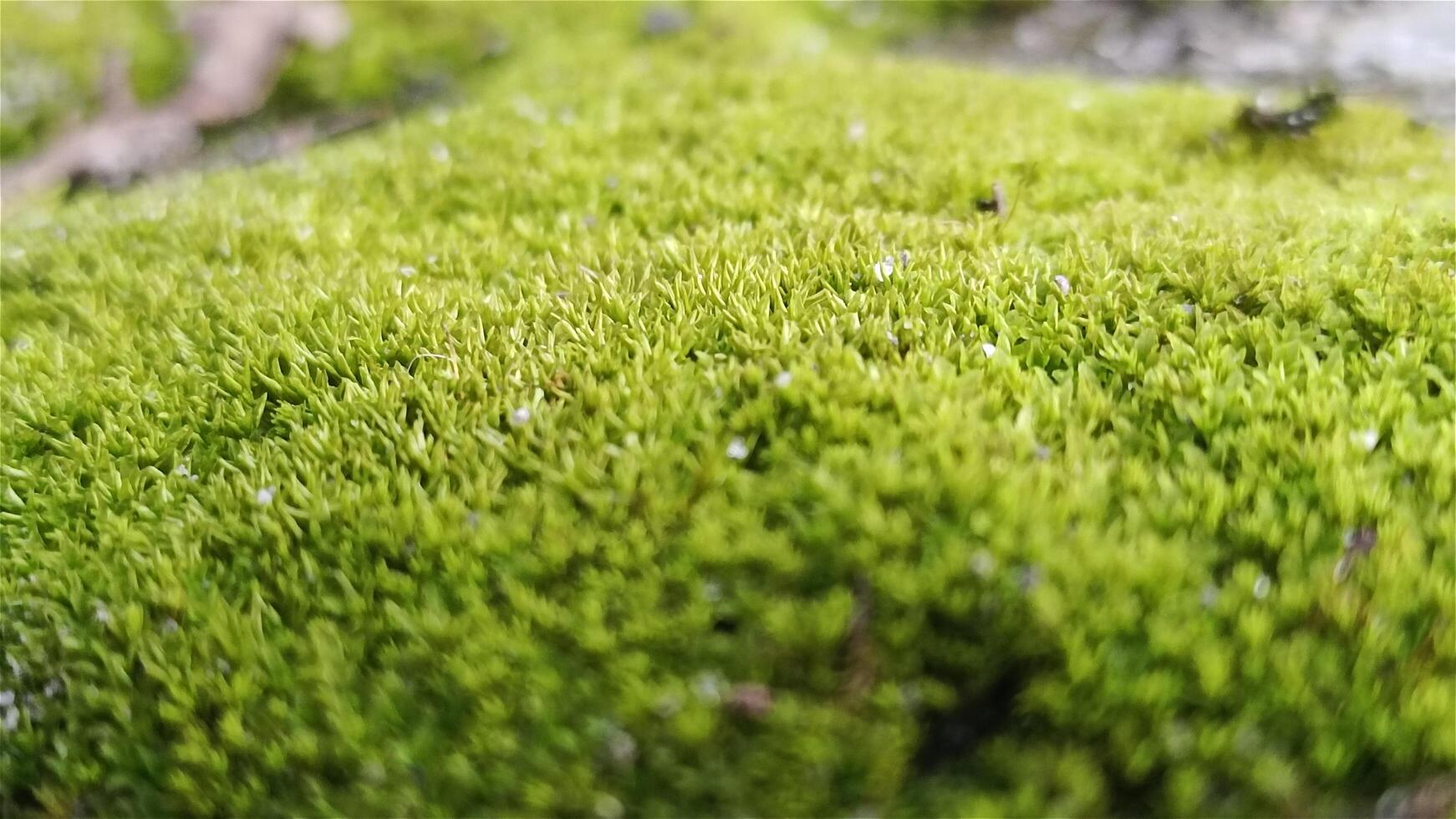 detailopname beeld van vers groen mos foto