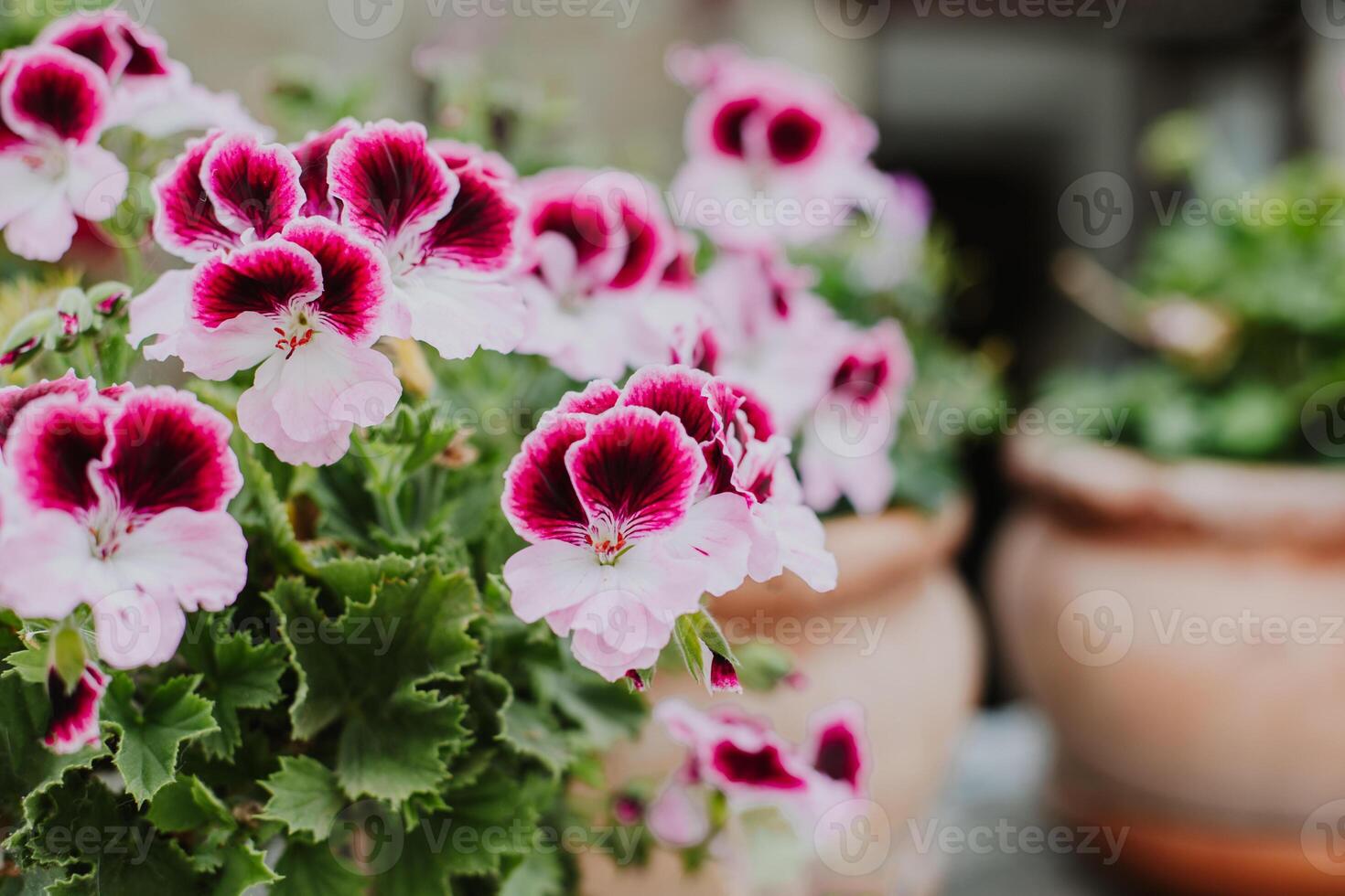 mooi roze bloemen van kraan-snavel pelargonium Aan een zomer straat. foto