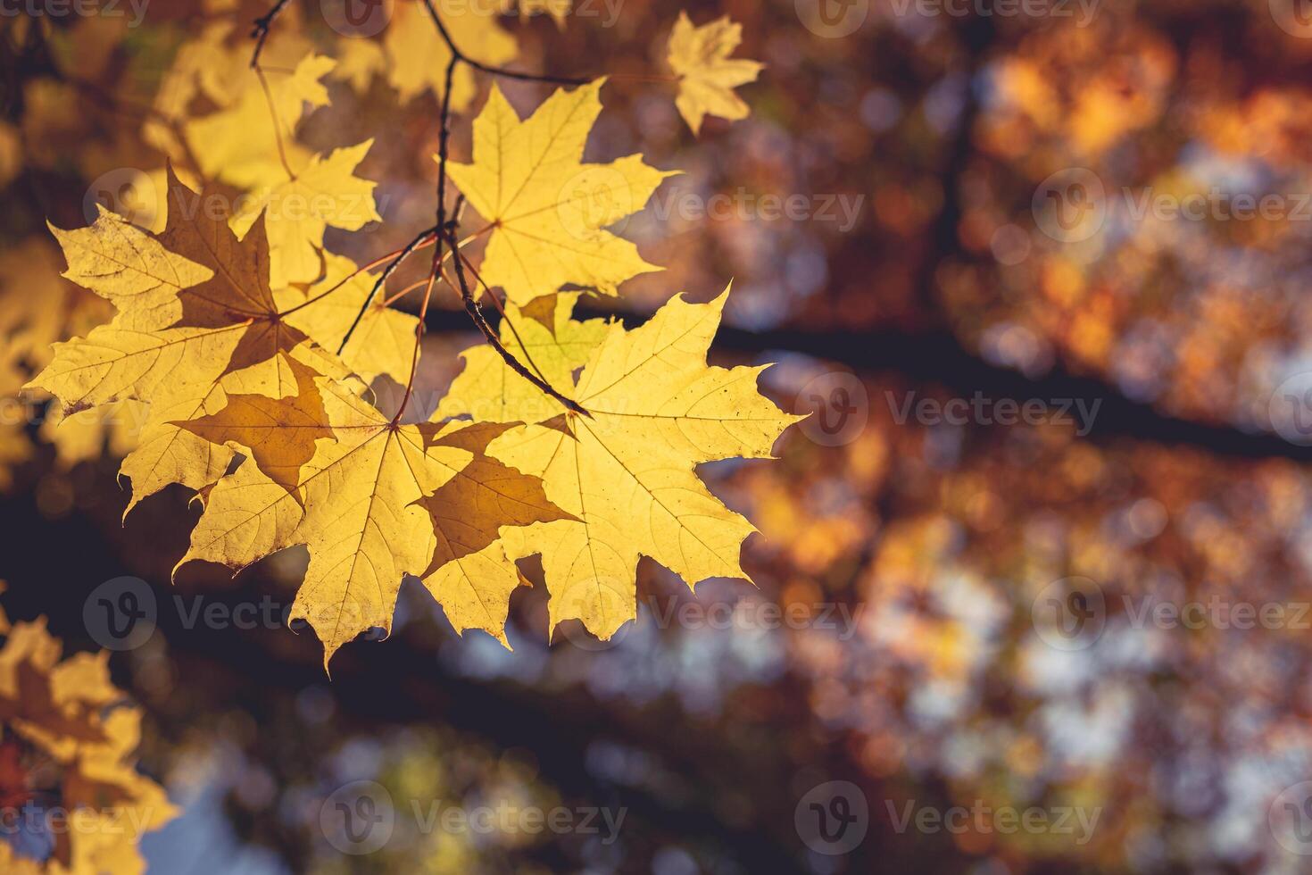 mooi herfst esdoorn- boom met geel bladeren en zon. foto