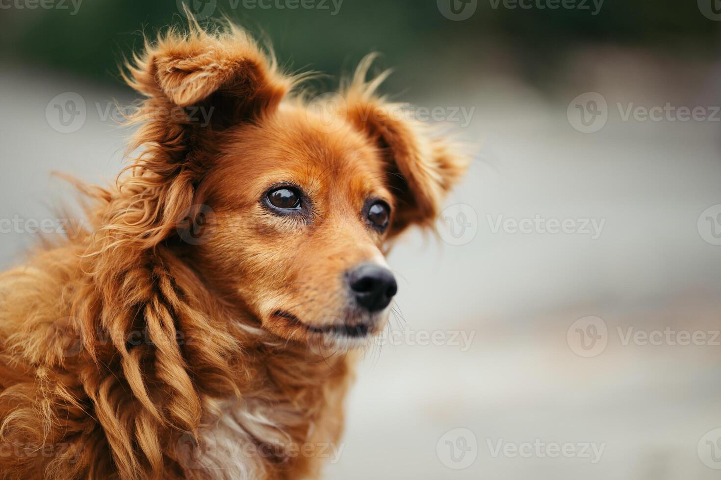 aanbiddelijk rood hond in een stad park. foto