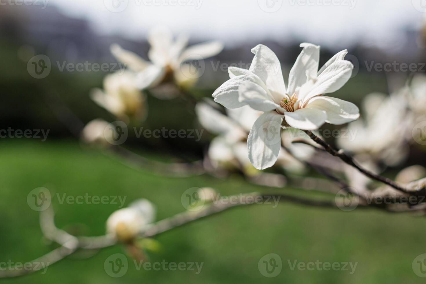 mooi wit magnolia bloemen. foto