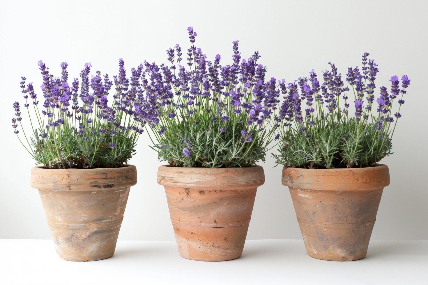 geurig lavendel boom foto