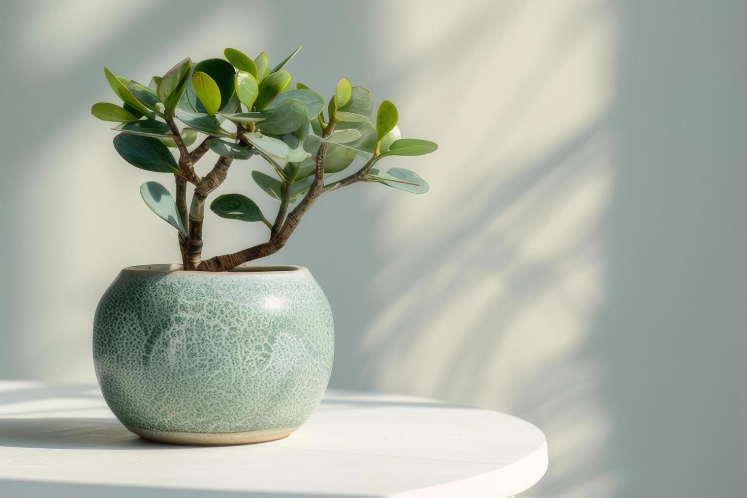 een miniatuur jade fabriek elegant gepositioneerd in een keramisch pot Aan een wit achtergrond. foto