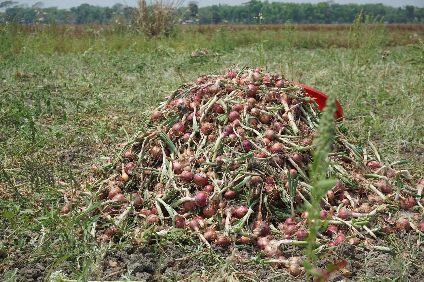 een veld- van uien met Nee bladeren in de midden- van de veld- foto