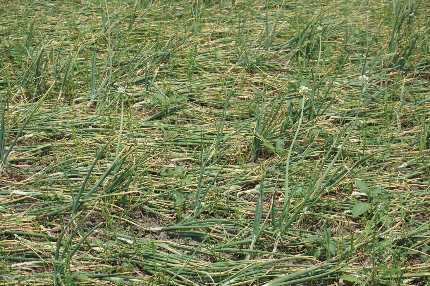 een veld- van uien met Nee bladeren in de midden- van de veld- foto