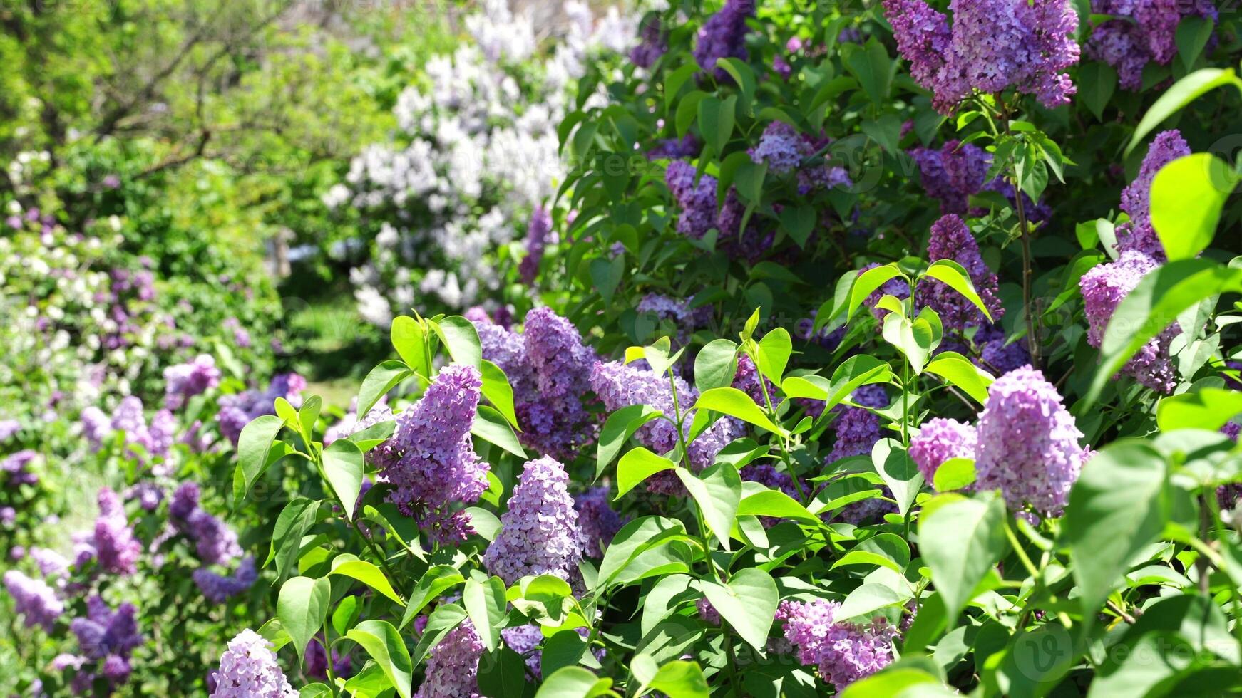 bloesem lila bloemen in voorjaar in tuin. Afdeling van bloeiende Purper seringen in de lente. bloeiend lila struik. voorjaar seizoen, natuur achtergrond. foto