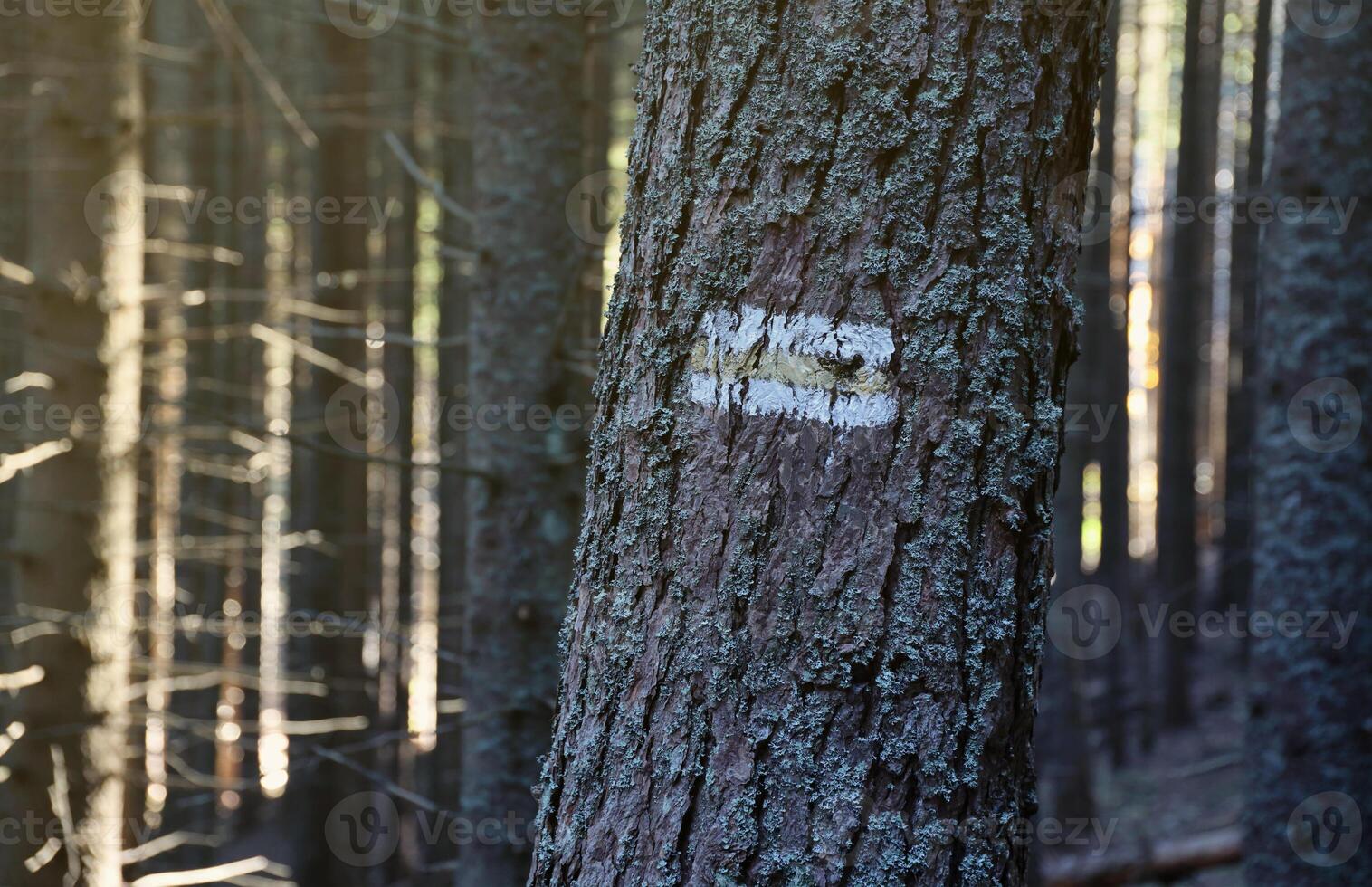 wandelen spoor achtergrond. geel en wit Woud pad Aan bruin boom kofferbak. gids teken gemaakt met verf Aan wandelen pad. symbool points Rechtsaf manier naar Gaan foto