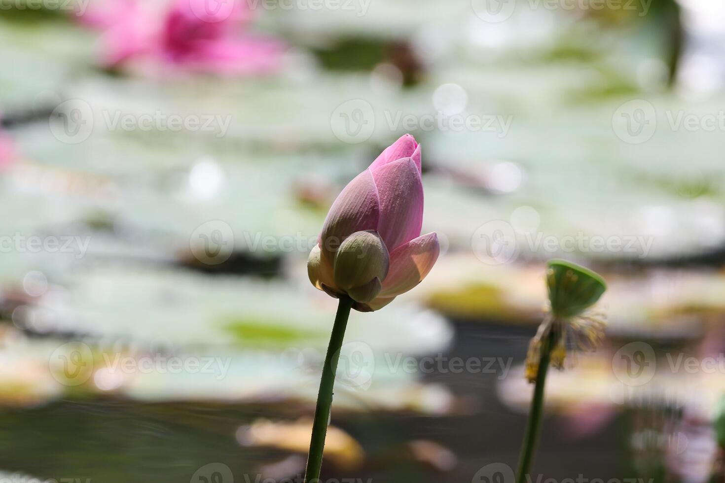 roze en wit lotus bloem bloemknoppen en groen bladeren foto