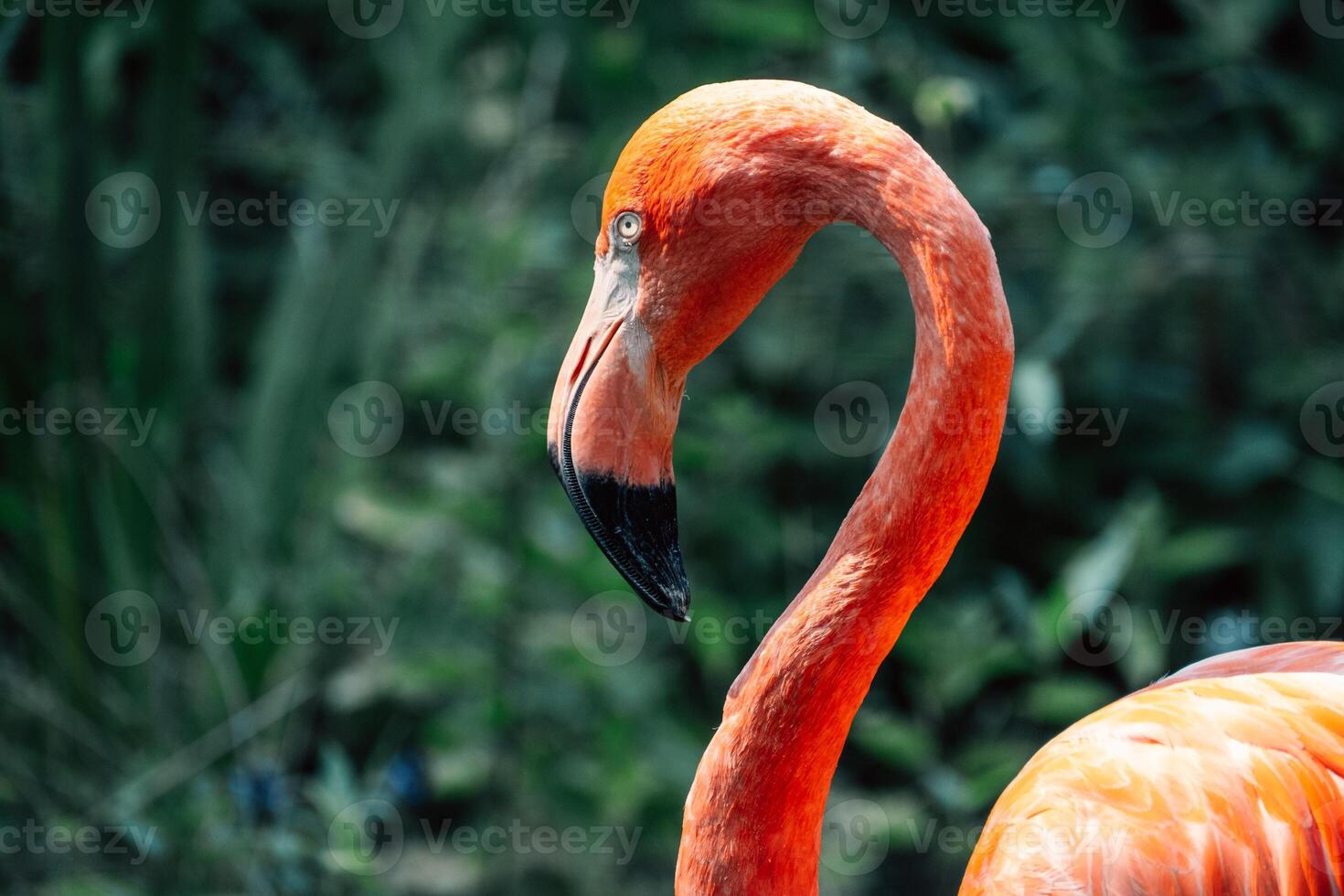 een flamingo's levendig roze elegantie is gevangen genomen in vol heerlijkheid net zo het staat in rustig water foto