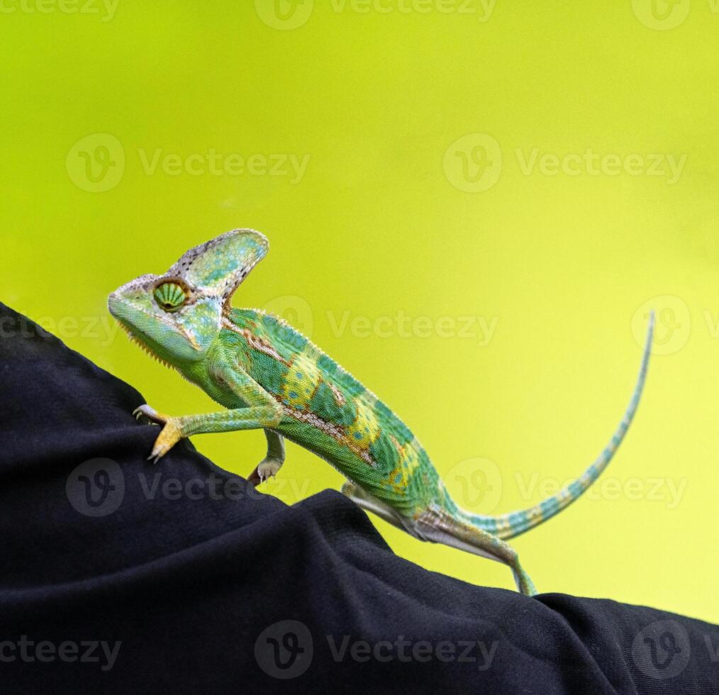 schattig grappig kameleon - chamaeleo calyptratus Aan een Afdeling foto