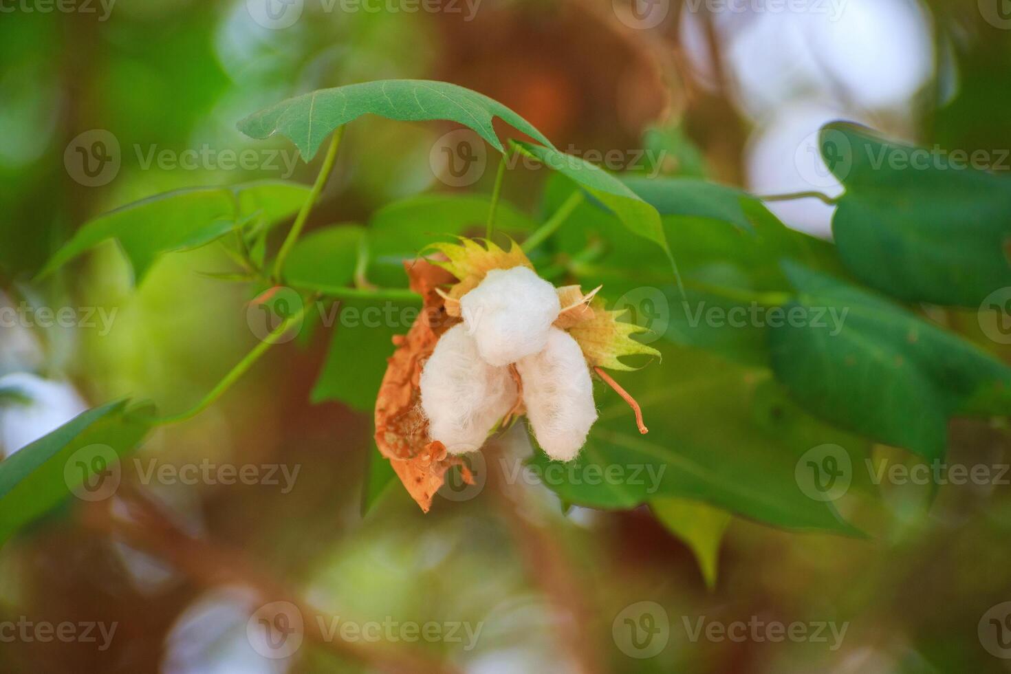 katoen bloem bloesems hebben een natuurlijk groen achtergrond. foto