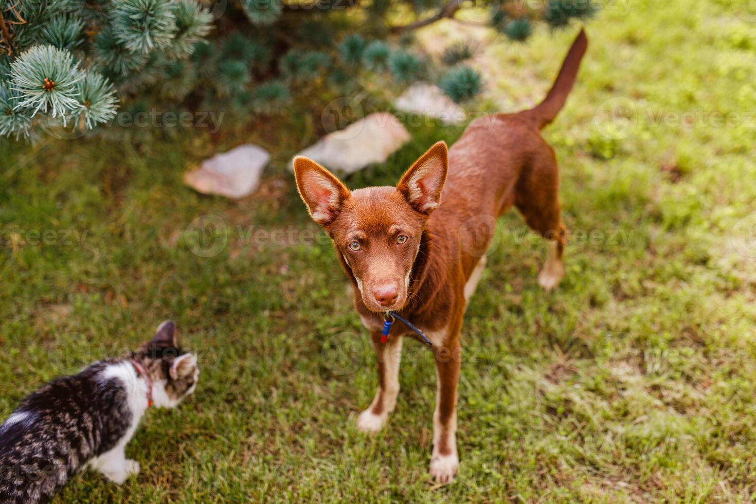 Australisch kelpie puppy aan het liegen buiten Aan groen gazon, spelen met katten en hebben pret foto