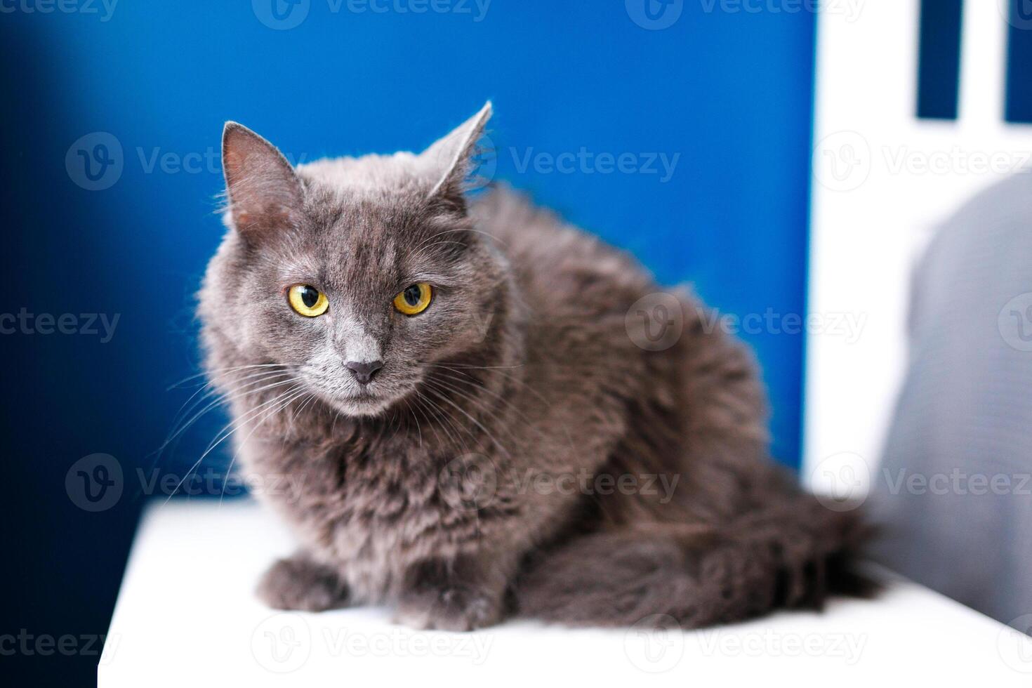een rokerig grijs en heel pluizig kat zit Aan de nachtkastje tafel in de buurt de lamp Aan een blauw achtergrond foto