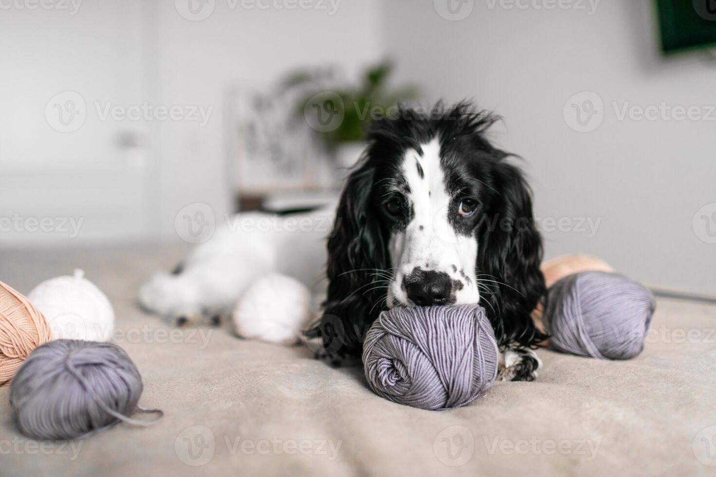 speels spaniel puppy bezighoudt met kleurrijk wollen ballen Aan bed foto