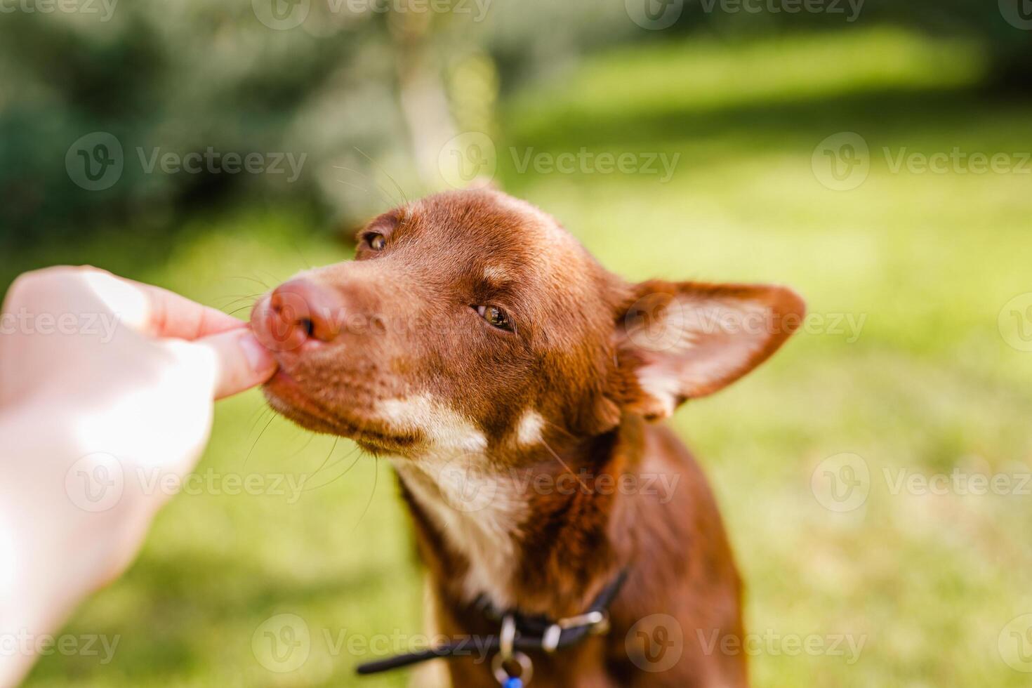 Australisch kelpie puppy aan het liegen buiten Aan groen gazon, spelen met katten en hebben pret foto