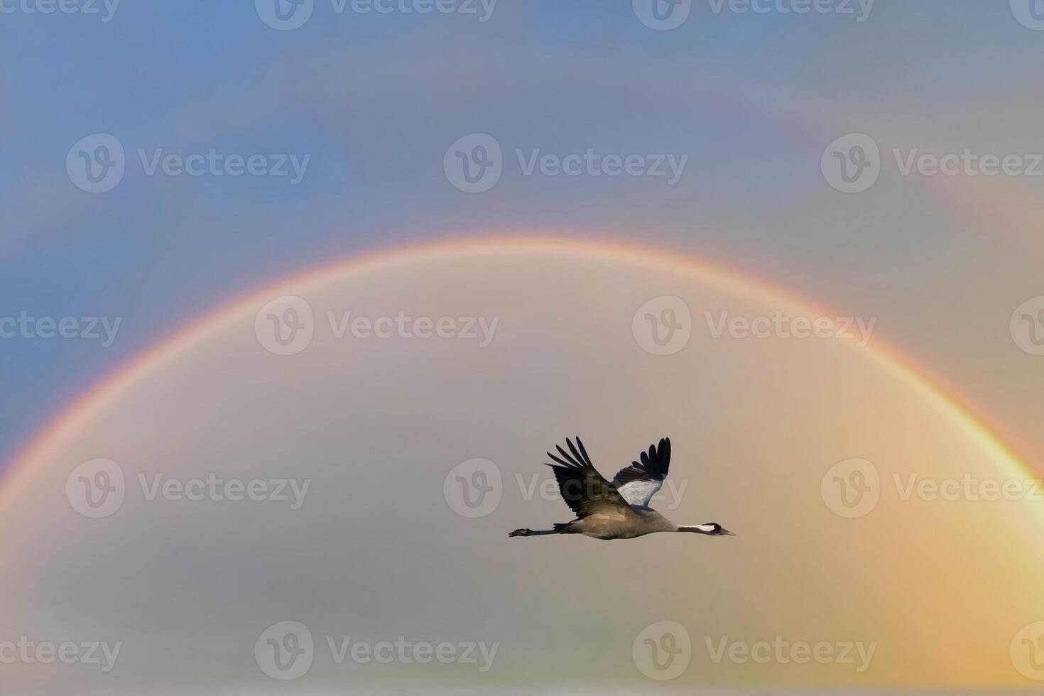 kranen vlieg in de lucht Bij zonsondergang. migrerend vogelstand Aan de schat. dieren in het wild foto