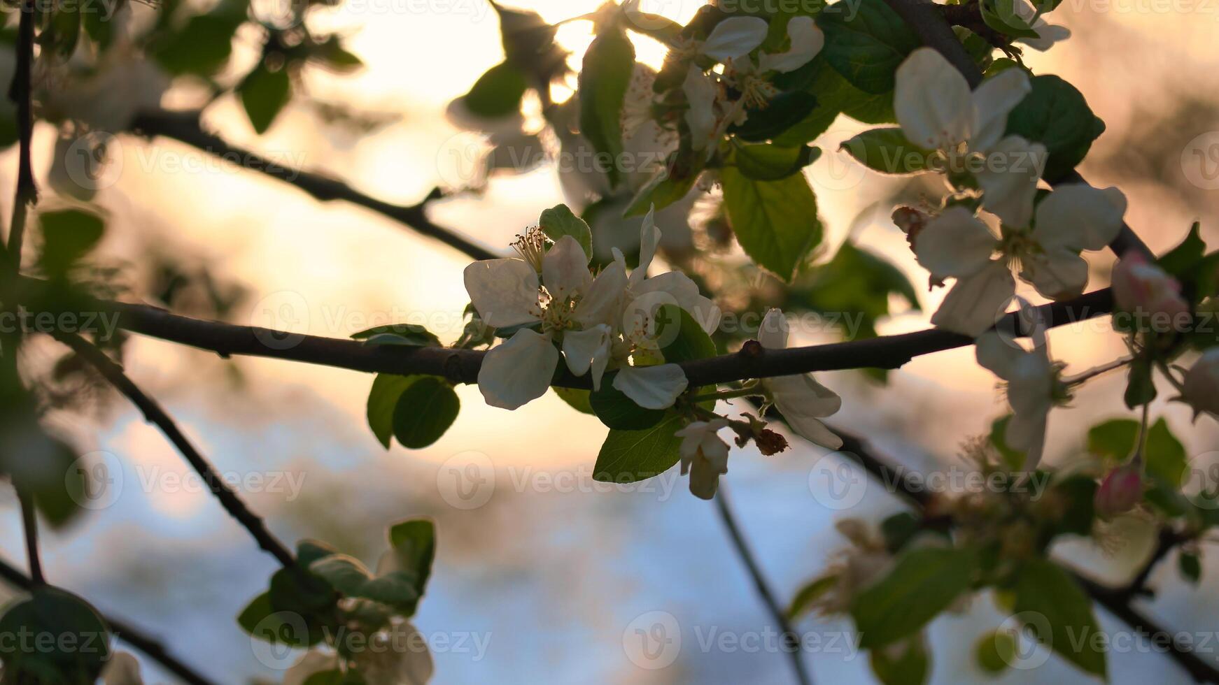 appel bloesems Aan de Afdeling van een appel boom. avond humeur met warm licht foto