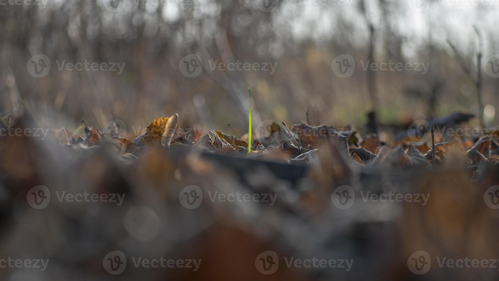 jong gras groeit door gevallen bladeren foto