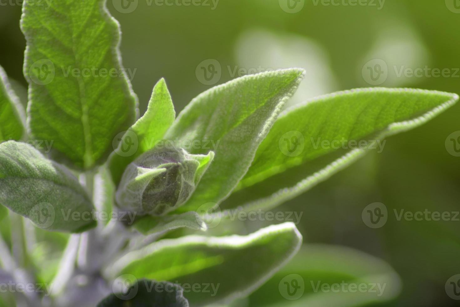 salie, salvia officinalis. salie officinalis. foto