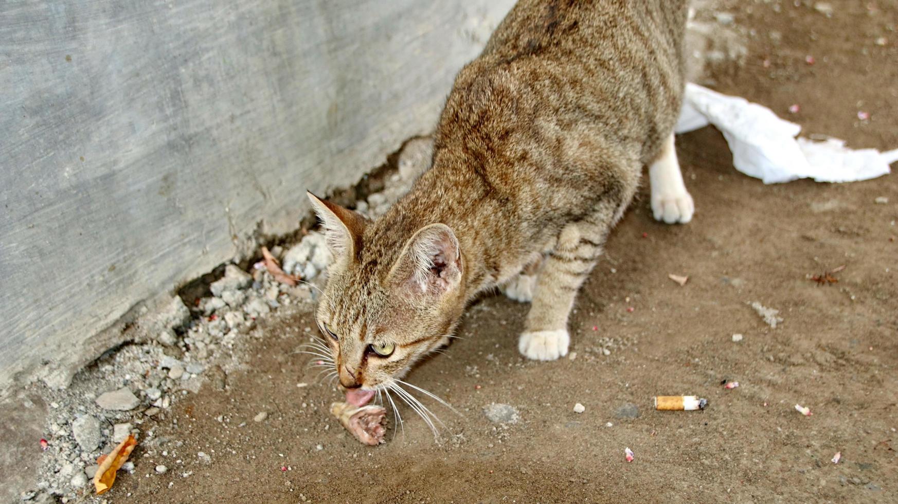 zwerfkatten die op straat eten. een groep dakloze en hongerige straatkatten die voedsel eten dat door vrijwilligers wordt gegeven. het voeren van een groep wilde zwerfkatten, dierenbescherming en adoptieconcept foto