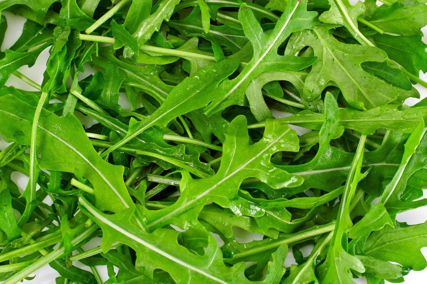 verse groene rucola foto