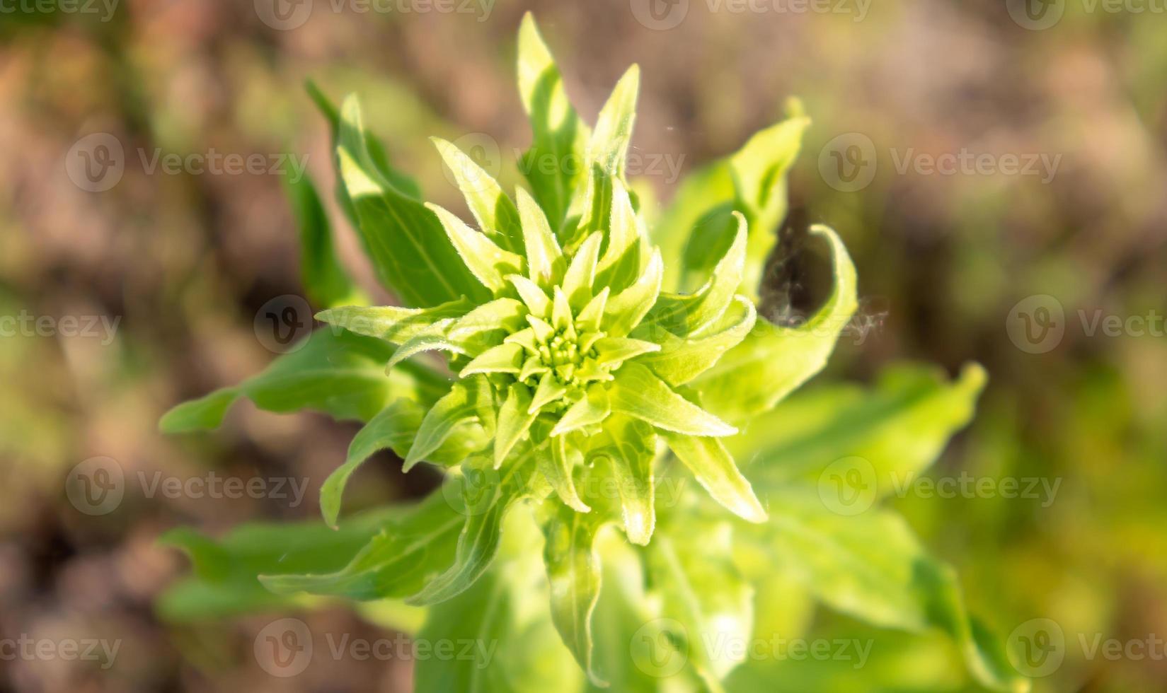 prachtige wilde bloemen en wilde kruiden op een groene weide. warme en zonnige zomerdag. weide bloemen. wilde zomerbloemen veld. zomer landschap achtergrond met prachtige bloemen. foto