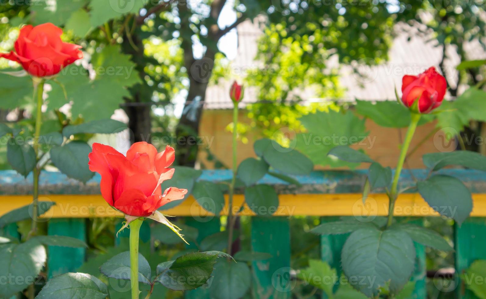 mooie, kleurrijke, delicate bloeiende rozen in een rode tuin. selectieve aandacht. detailopname. foto