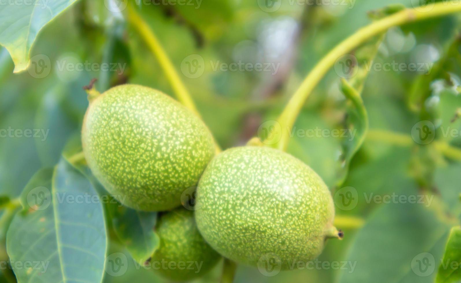 groene jonge walnoten aan de boom. de walnotenboom groeit wachtend om geoogst te worden. walnotenboom close-up. groene bladeren achtergrond. foto