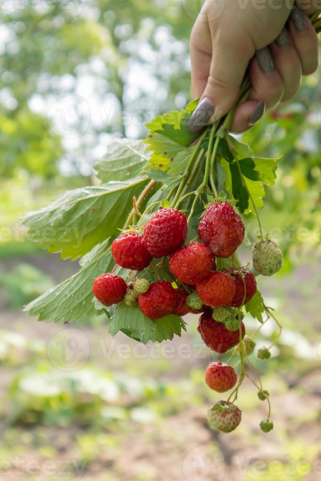 zomer rijpe verse, sappige aardbeien met bladeren in de tuin. ruimte kopiëren. aardbeienveld op een fruitboerderij. verse rijpe biologische aardbeien op een bessenplantage. foto