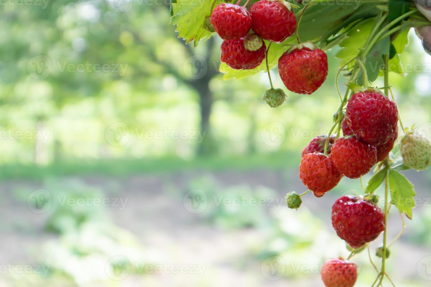 zomer rijpe verse, sappige aardbeien met bladeren in de tuin. ruimte kopiëren. aardbeienveld op een fruitboerderij. verse rijpe biologische aardbeien op een bessenplantage. foto