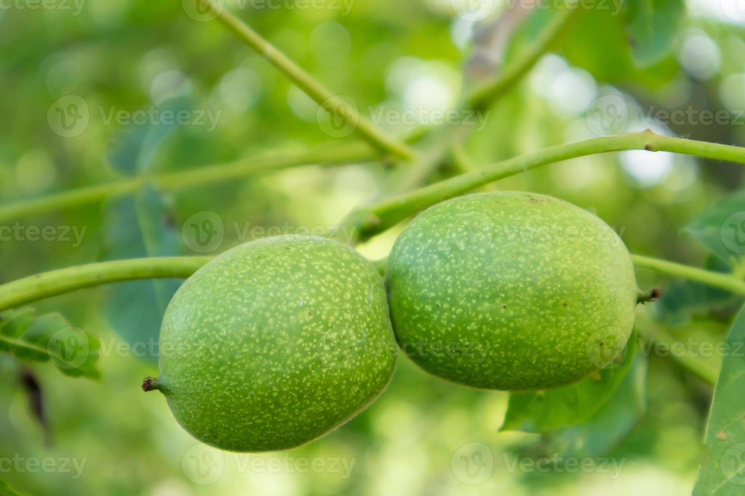 groene jonge walnoten aan de boom. de walnotenboom groeit wachtend om geoogst te worden. walnotenboom close-up. groene bladeren achtergrond. foto