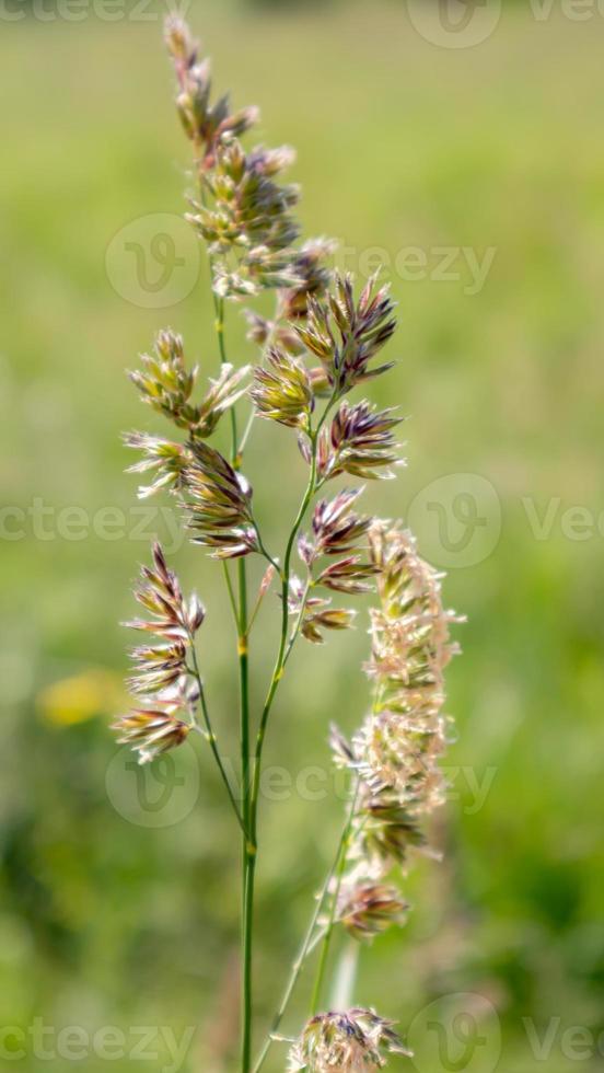 prachtige wilde bloemen en wilde kruiden op een groene weide. warme en zonnige zomerdag. weide bloemen. wilde zomerbloemen veld. zomer landschap achtergrond met prachtige bloemen. foto