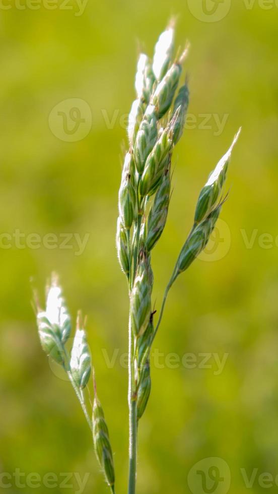 prachtige wilde bloemen en wilde kruiden op een groene weide. warme en zonnige zomerdag. weide bloemen. wilde zomerbloemen veld. zomer landschap achtergrond met prachtige bloemen. foto