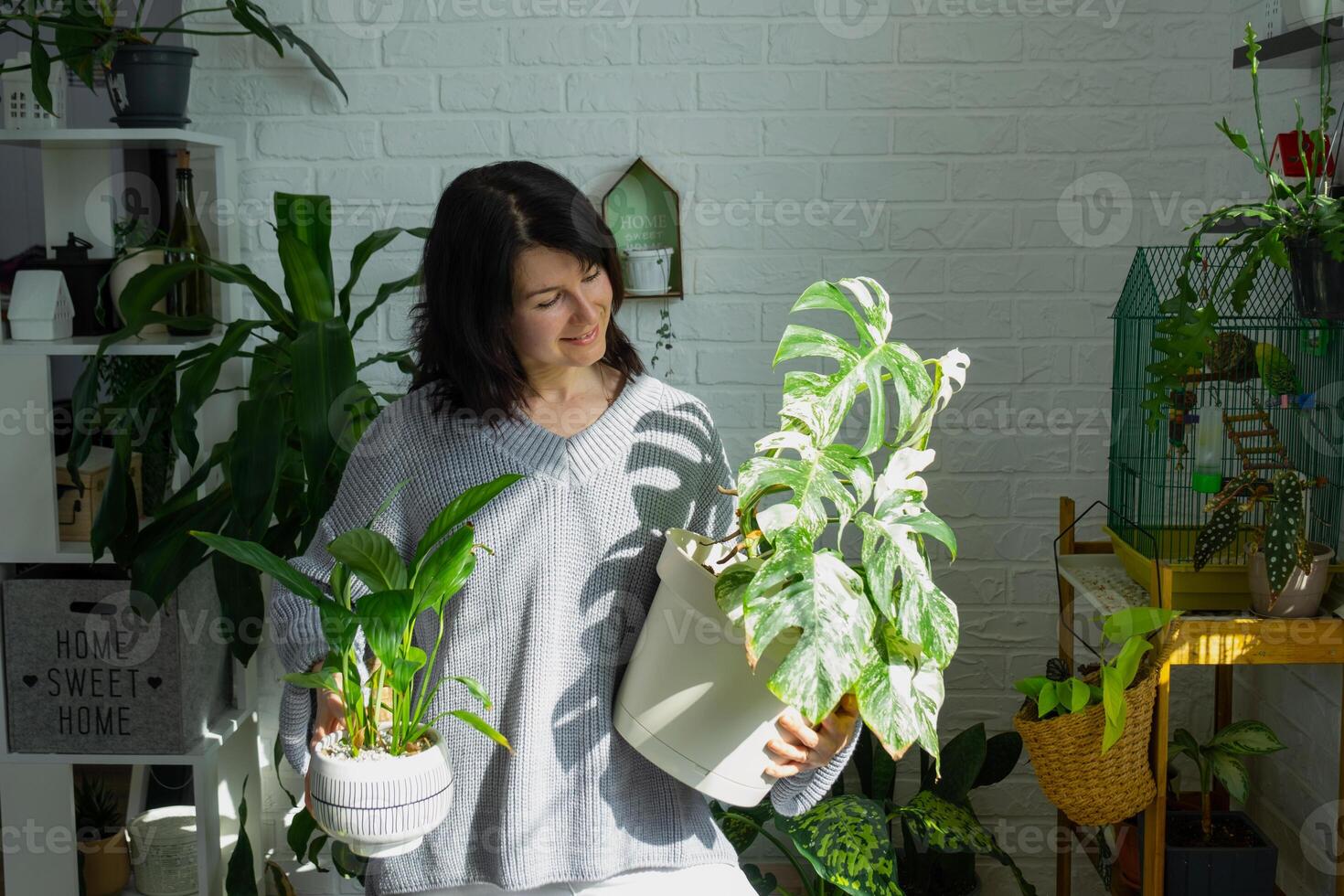 vrouw houdt huis fabriek bijzonder geschakeerd monstera alba in pot in huis interieur. foto