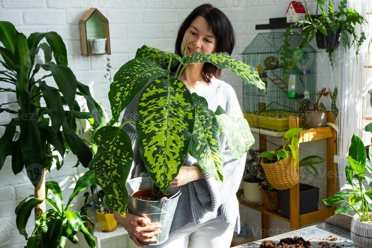 verpotten en zorgzaam huis fabriek dieffenbachia Jachtluipaard in nieuw pot in huis interieur. vrouw rassen en groeit planten net zo een hobby, houdt rassen diffenbachia met groot gevlekte bladeren, groot grootte foto