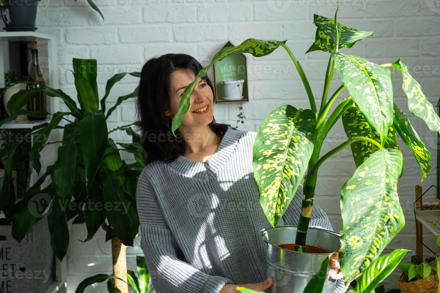 verpotten en zorgzaam huis fabriek dieffenbachia Jachtluipaard in nieuw pot in huis interieur. vrouw rassen en groeit planten net zo een hobby, houdt rassen diffenbachia met groot gevlekte bladeren, groot grootte foto