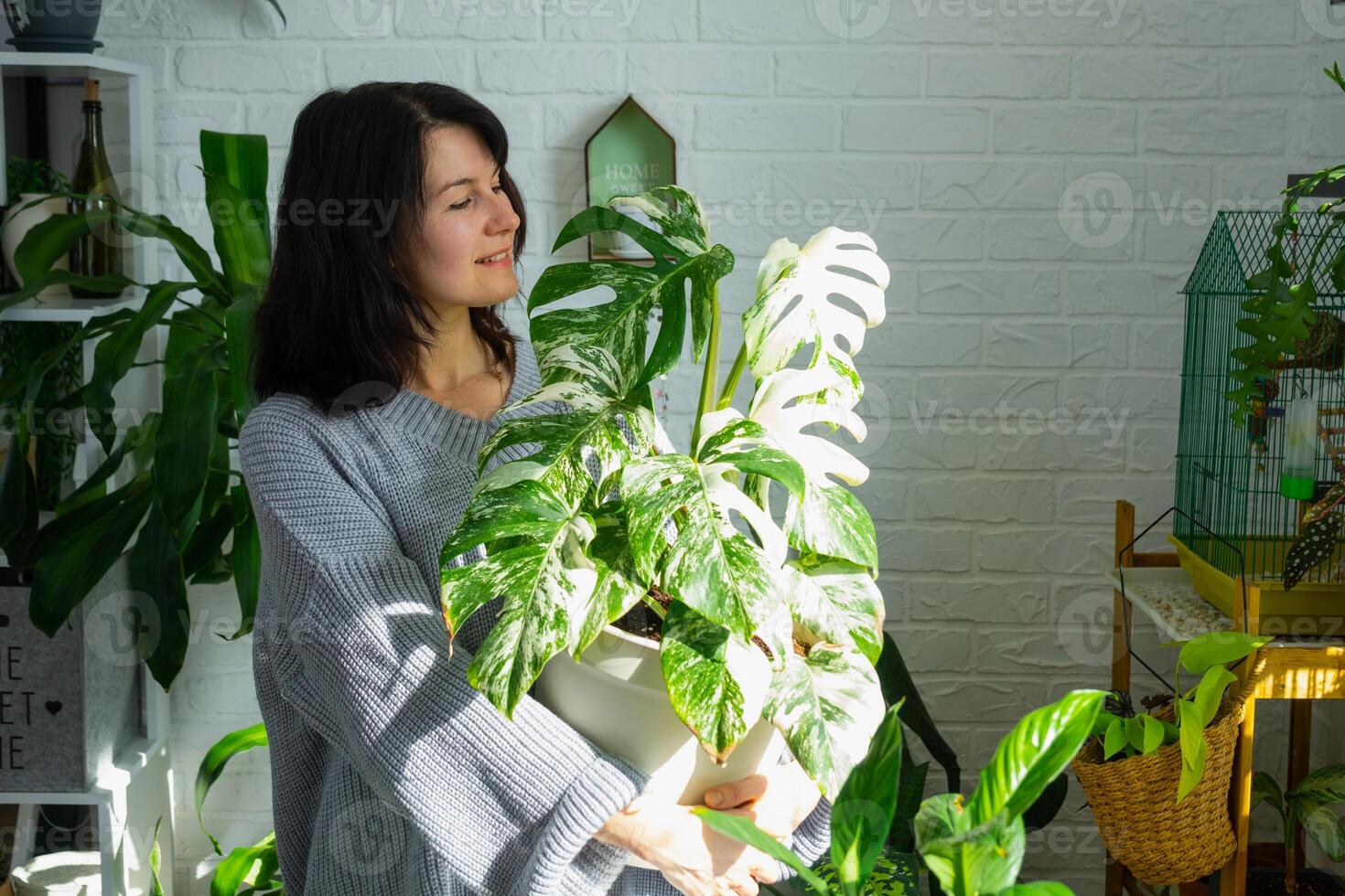 vrouw houdt huis fabriek bijzonder geschakeerd monstera alba in pot in huis interieur. foto