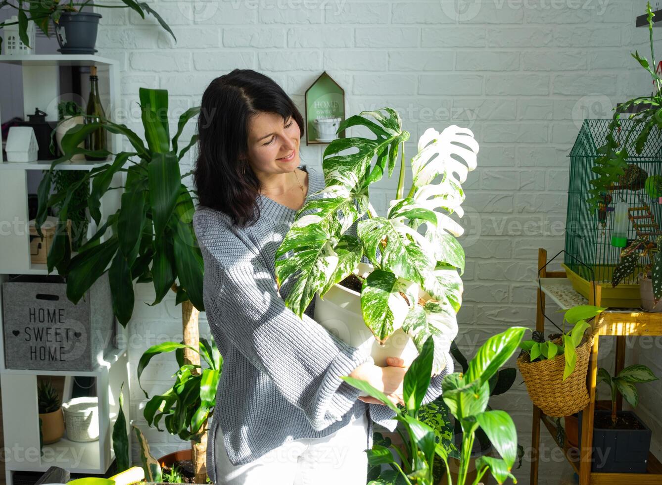 vrouw houdt huis fabriek bijzonder geschakeerd monstera alba in pot in huis interieur. foto