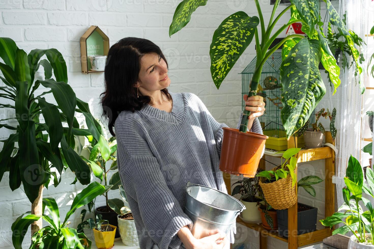 verpotten en zorgzaam huis fabriek dieffenbachia Jachtluipaard in nieuw pot in huis interieur. vrouw rassen en groeit planten net zo een hobby, houdt rassen diffenbachia met groot gevlekte bladeren, groot grootte foto