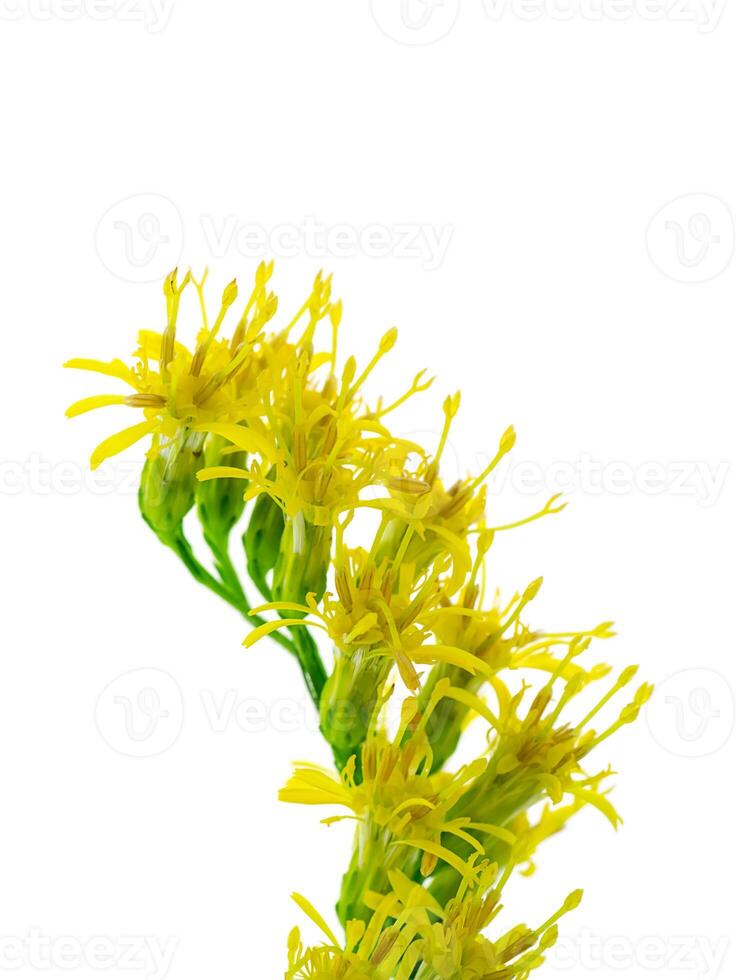 solidago canadensis bloem foto