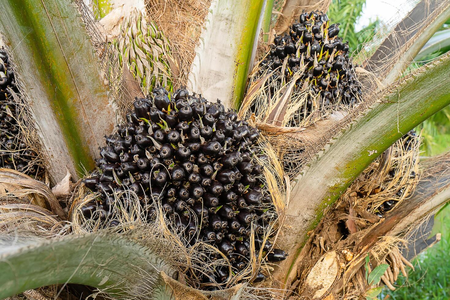 dichtbij omhoog van palm zaden Aan boom. foto