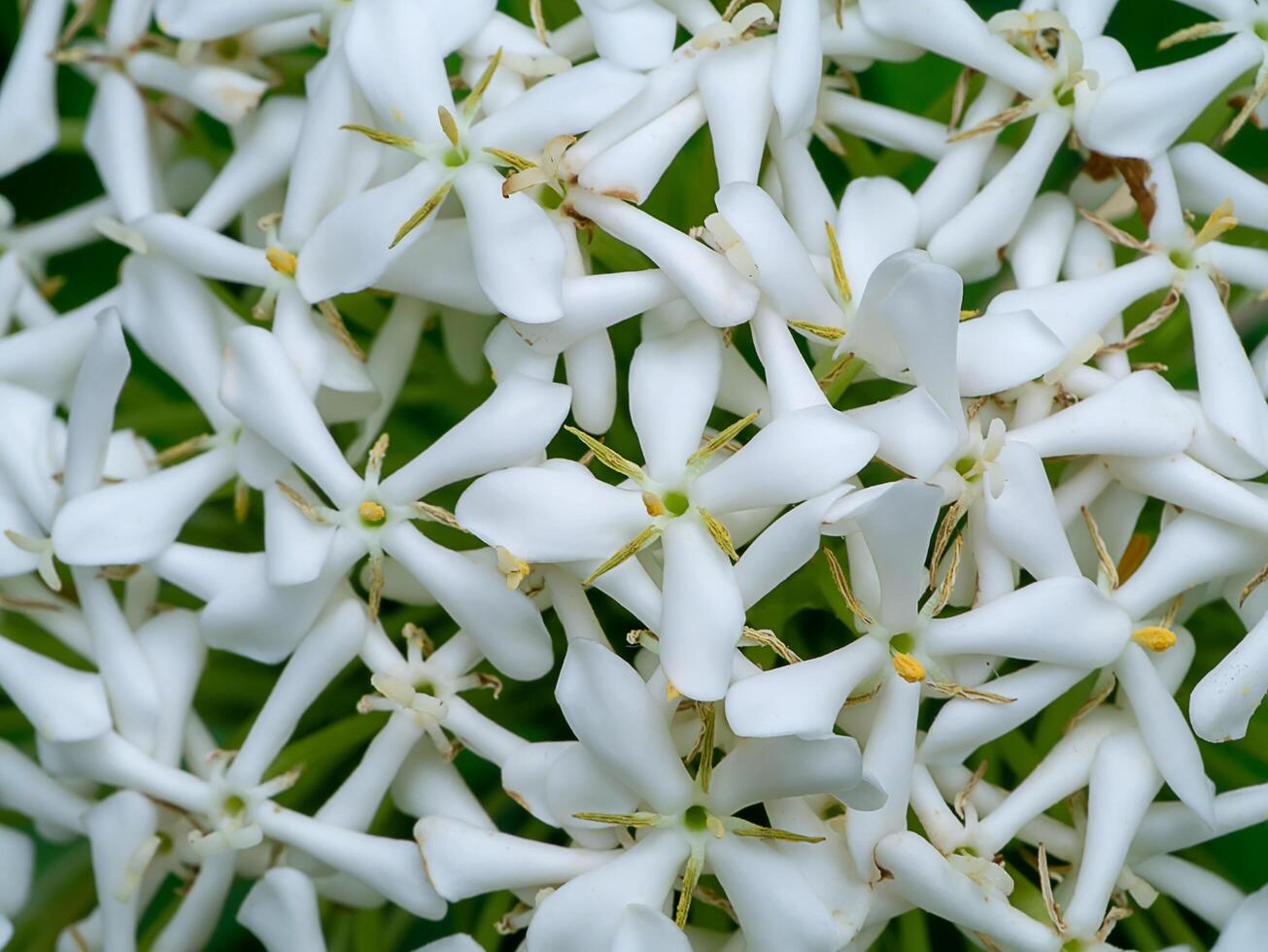 dichtbij omhoog van Siamees wit ixora bloem. foto