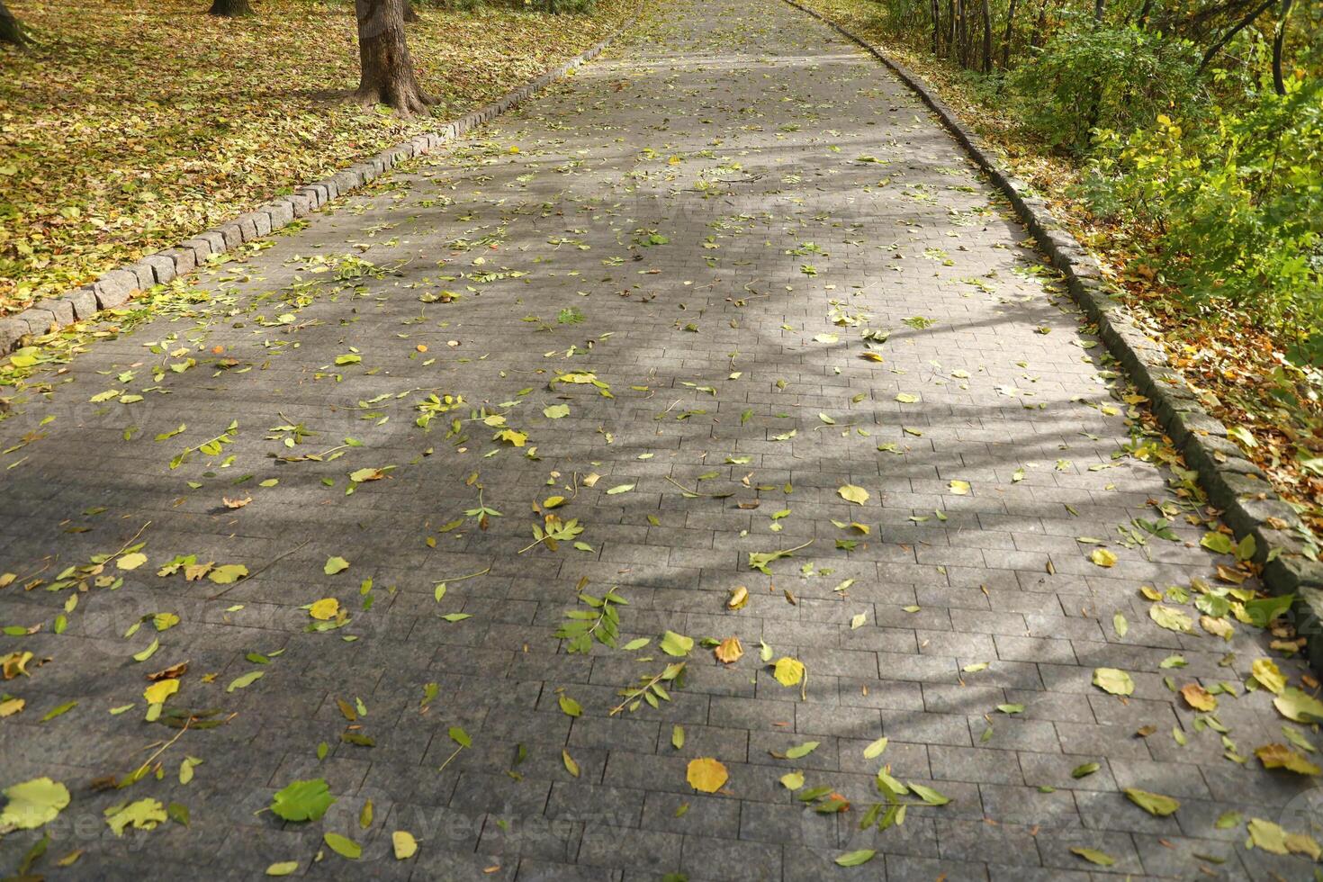 mooi natuur herfst landschap. landschap visie Aan herfst stad park met gouden geel gebladerte in bewolkt dag foto