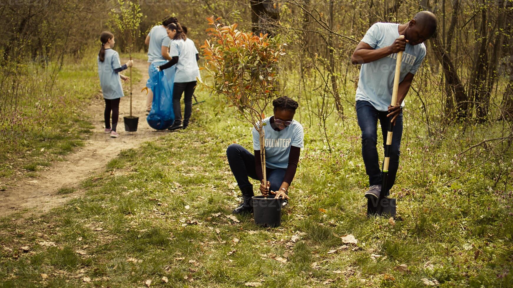 Afrikaanse Amerikaans vrijwilligers team graven gaten en aanplant bomen in een Woud, aan het doen afval schoonmaken en zetten zaailingen in de grond voor natuur teelt concept. behoud project. camera b. foto