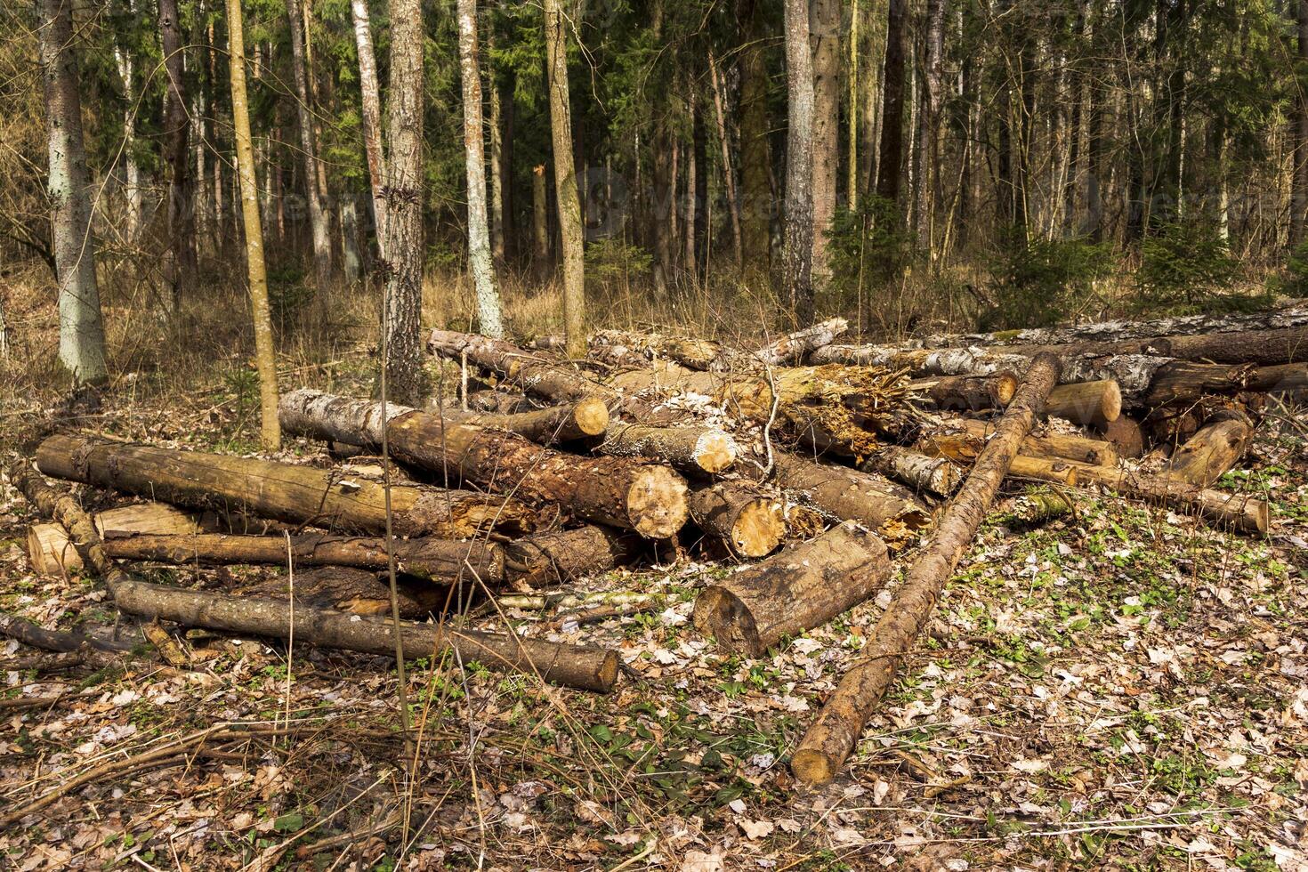 landschap schot van de bos.houten logboeken, natuur foto